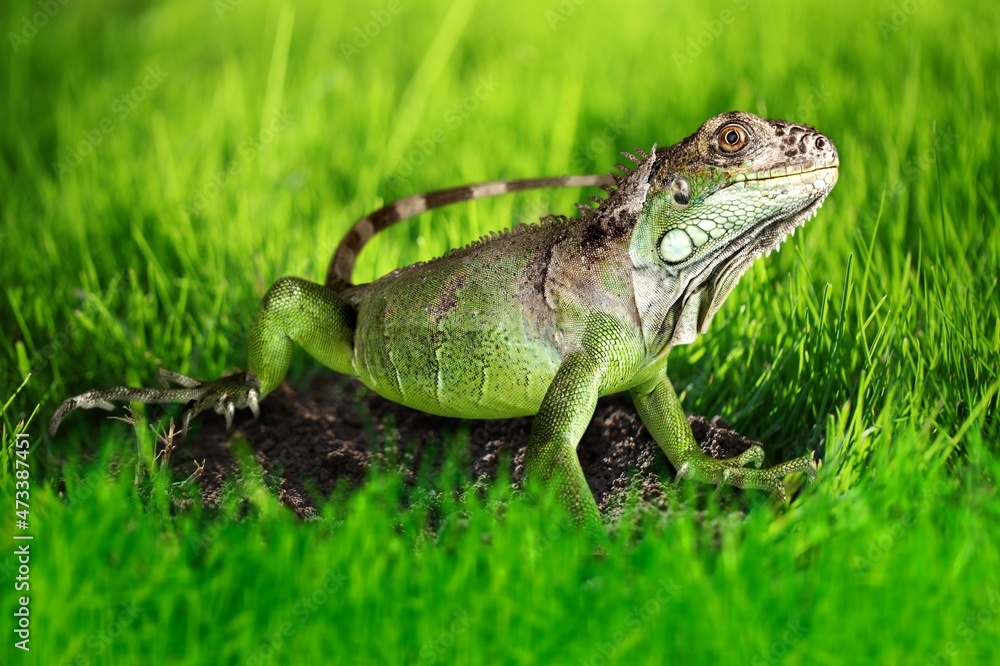 Lizard on a green lawn. Exotic tropical animal in the wild on the grass. smiling animal Lizard on a green lawn. Exotic tropical animal in the wild on the grass. smiling animal