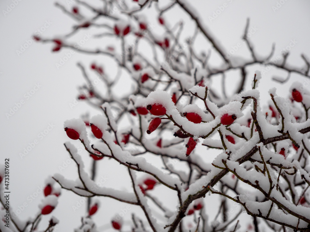 Rosehip in the snow. Rosehip berries in winter. Rosehip in the snow. Rosehip berries in winter.