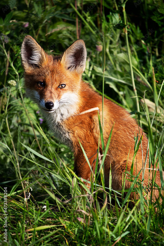 Fototapeta premium red fox in the grass