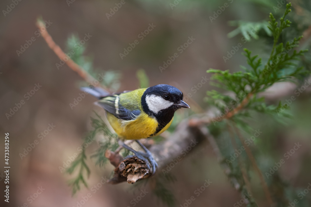 Obraz premium Titmouse close-up on a blurry background with copy space. A beautiful bird is sitting on a branch.