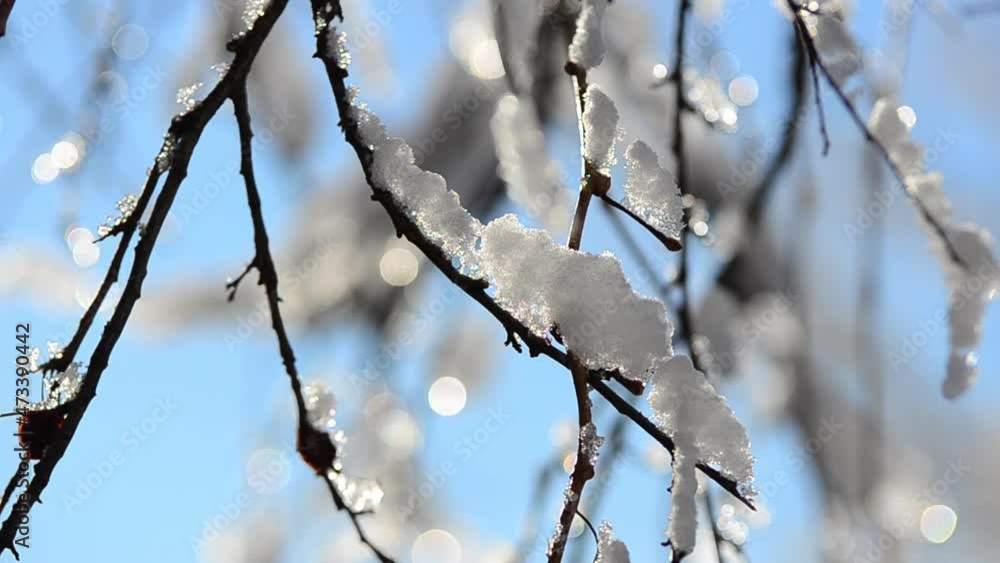 Snow and snowflakes on the branches of trees and bushes against the backdrop of the sun rays. Shooting in winter. Snow and snowflakes on the branches of trees and bushes against the backdrop of the sun rays. Shooting in winter.