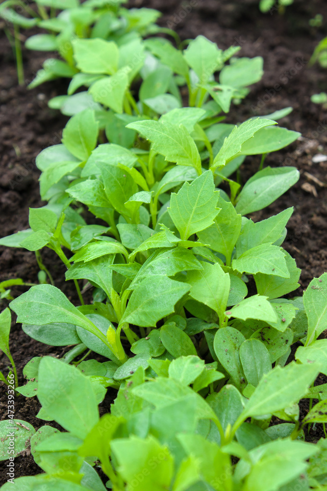 Dahlia seedlings in the garden. Dahlia seedlings in the garden.