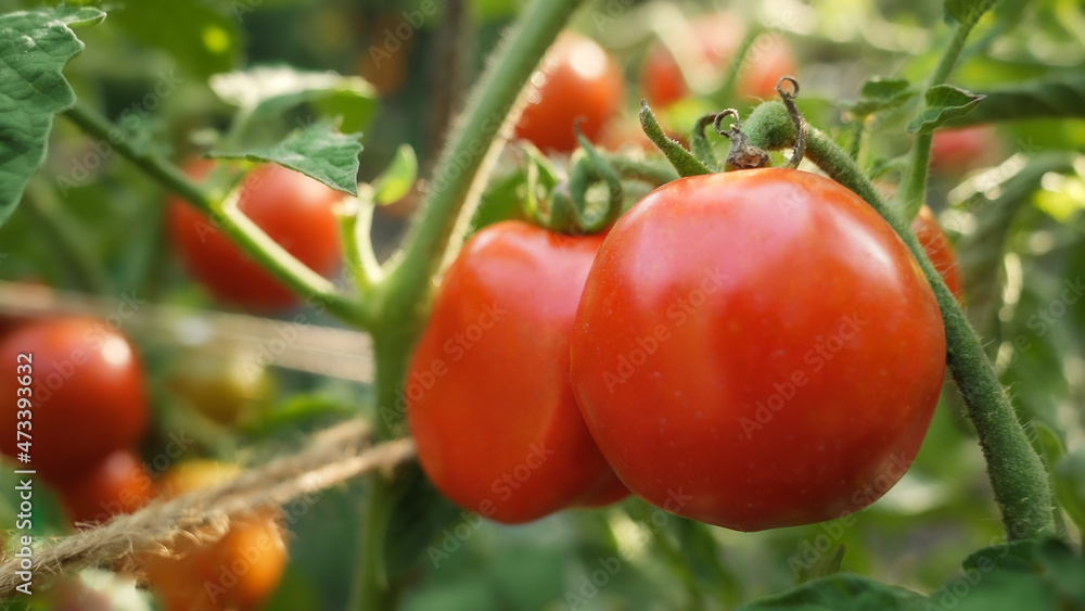 Closeup of ripe tomatoes growing at domestic garden. Concept of gardening, domestic food and healthy organic nutrition.