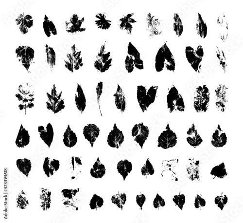 Collection of traced leaves. Black prints of foliage. Vector design elements isolated on a white background. © Marina