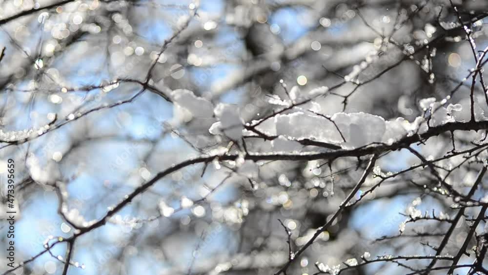 Snow and snowflakes on the branches of trees and bushes against the backdrop of the sun rays. Shooting in winter. Snow and snowflakes on the branches of trees and bushes against the backdrop of the sun rays. Shooting in winter.