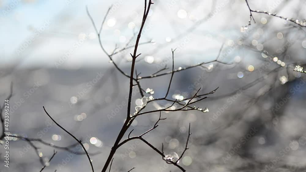 Snow and snowflakes on the branches of trees and bushes against the backdrop of the sun rays. Shooting in winter. Snow and snowflakes on the branches of trees and bushes against the backdrop of the sun rays. Shooting in winter.