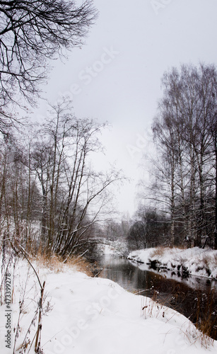 Winter landscape. Snow-covered river bank with tall trees, shrubs and dry grass.Color image. Vertical frame.