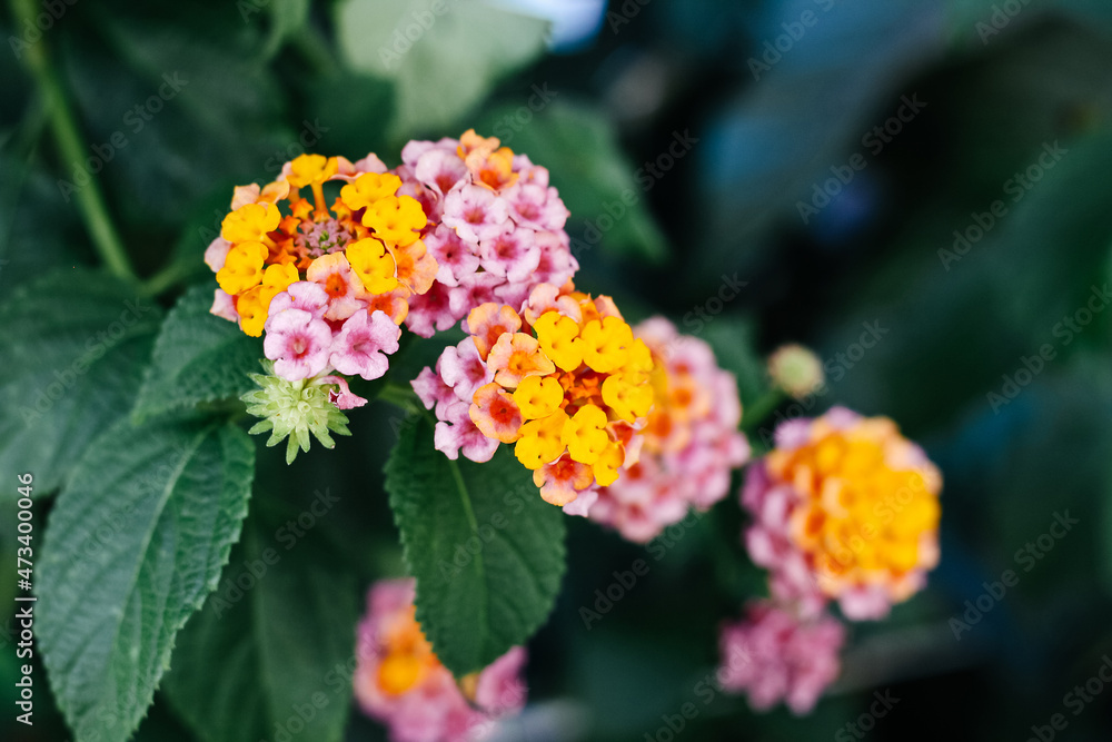 Mixed colors of Lantana Camara flowers in yellow, pink and orange on green leaves background