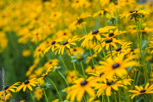Black-eyed Susan