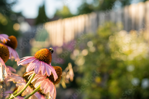Bees on coneflowers