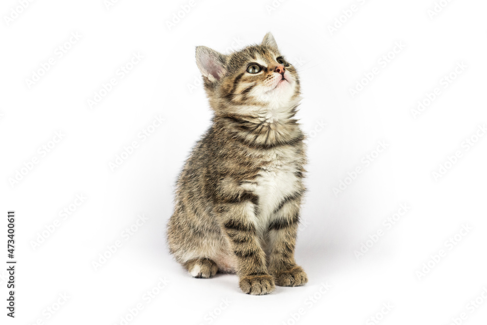 Funny small cute kitten on white background. with copy space