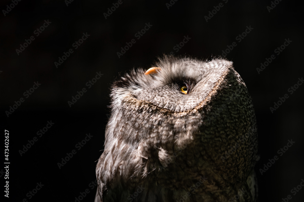 Fototapeta premium Close up portrait owl