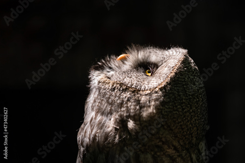 Close up portrait owl