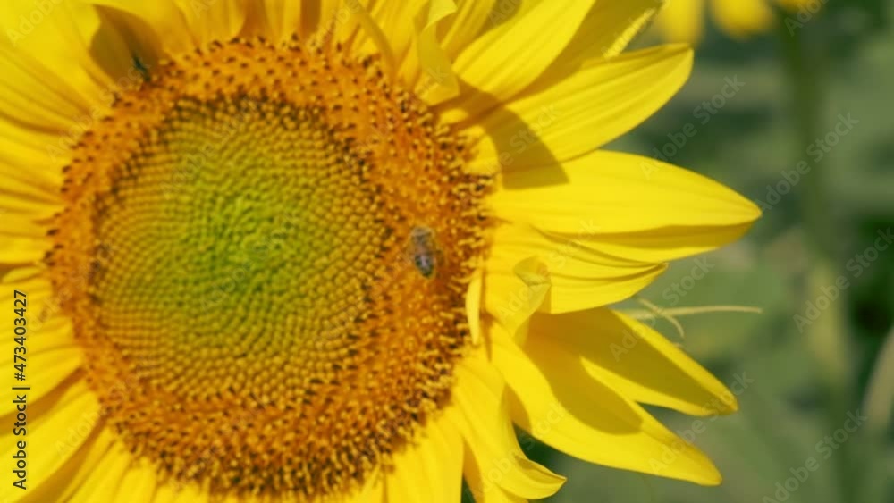 Pollinating honey bee on a sunflower with slowmotion footage. Pollinating honey bee on a sunflower with slowmotion footage.