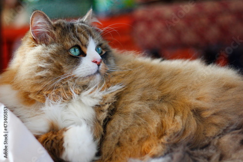 Obraz na plátně Cute Ragamuffin Purebred Cat Sitting on a pile of crumpled cushioning paper