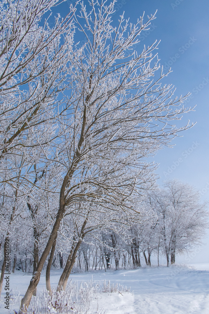 Fototapeta premium snow on trees in clear weather
