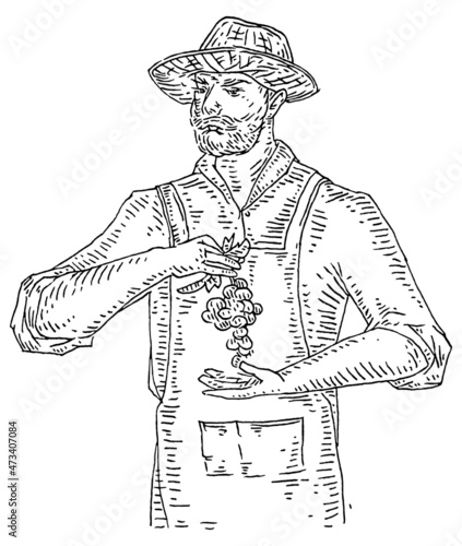 Man holding a bunch of grapes. Engraving black vintage illustration