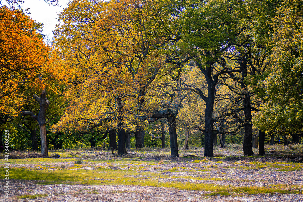 Beautiful colourful woodland at autumn time. Autumn nature landscape.