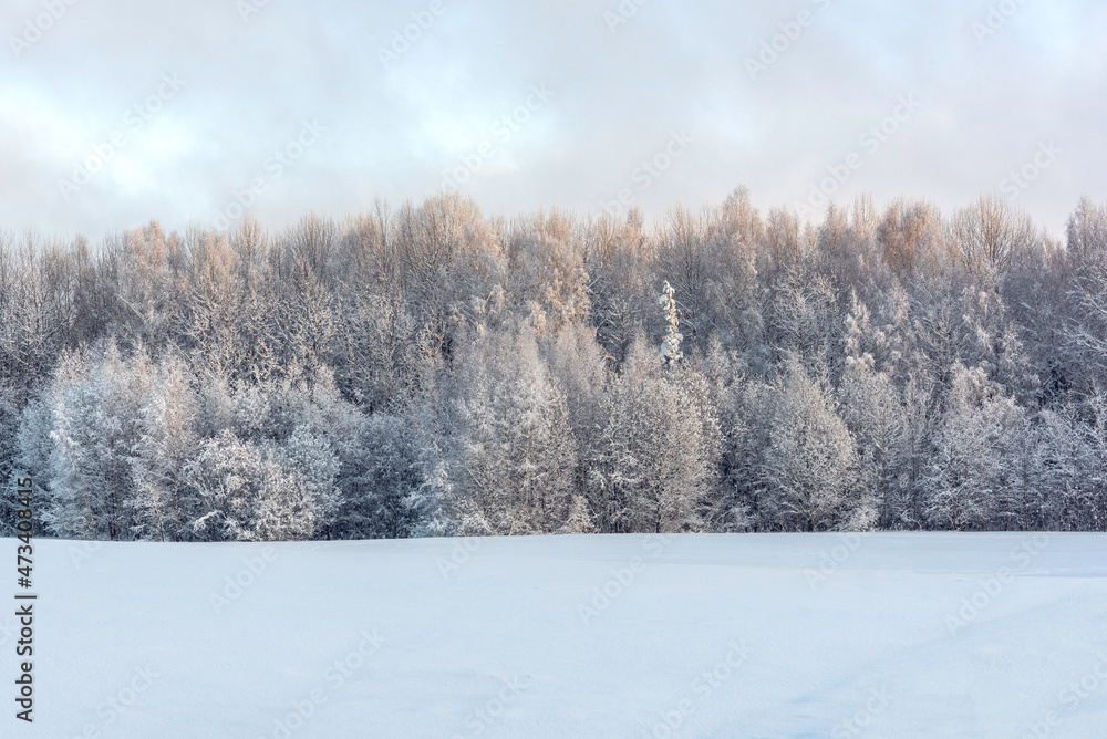 Trees on a field covered with snow on beautiful sunny and frosty winter day