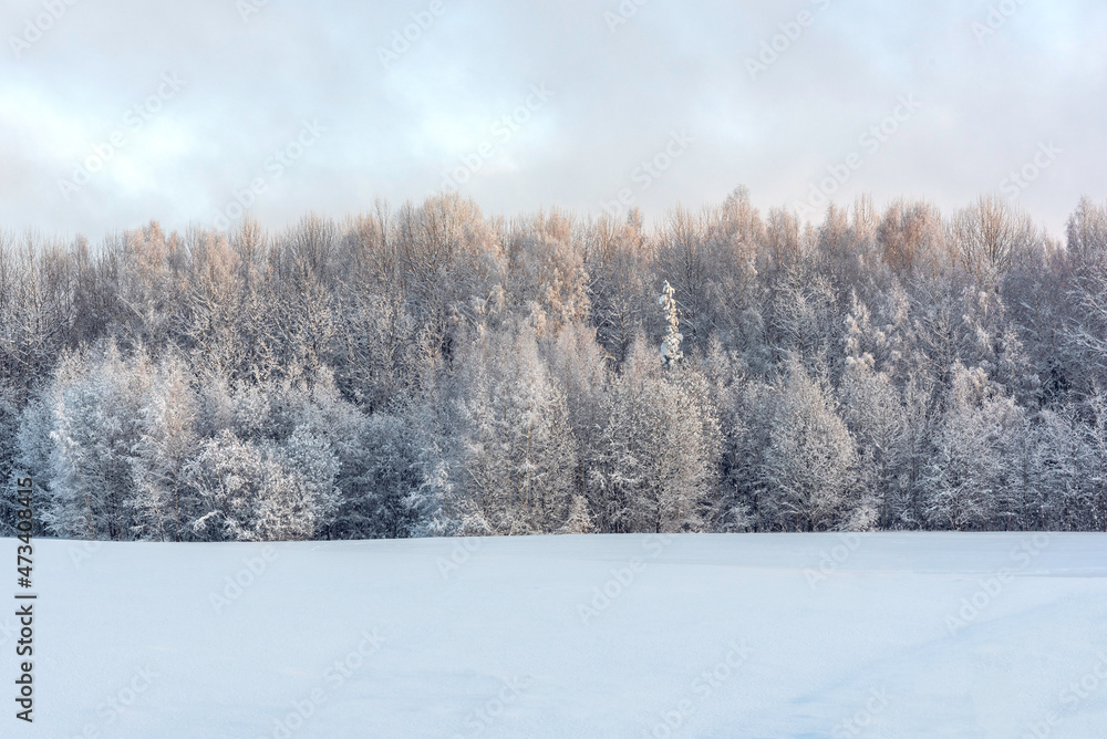 Trees on a field covered with snow on beautiful sunny and frosty winter day Trees on a field covered with snow on beautiful sunny and frosty winter day