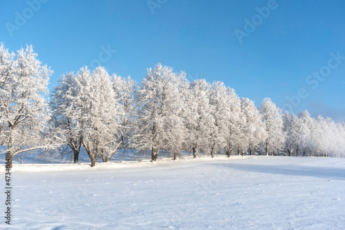 Row of trees on a field covered with snow on beautiful sunny and frosty winter day © Julija