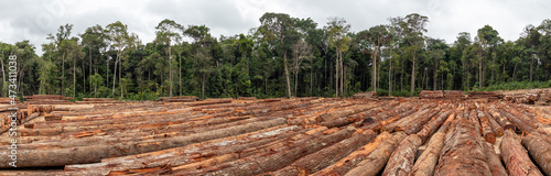 Fotografie Storage yard with piles of wood logs legally extracted from an area of ​​brazilian amazon rainforest