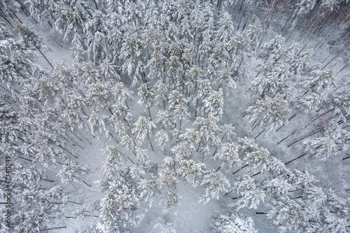 Aerial view of frosty white winter pine forests and birch groves covered with hoarfrost and snow. Drone photo of high trees in mountains at winter time. Christmas theme background. Idyllic landscape