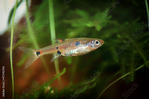 Dwarf rasbora Freshwater fish in the nature aquarium, is often as often referred as Boraras maculatus. Animal aquascaping photography with a focus gradient and soft background. © Silhouette Boss