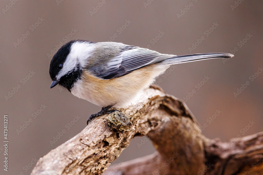 Close up portrait of a Black-capped chickadee (Poecile atricapillus) perched on a dead tree branch during late autumn. Selective focus, background blur and foreground blur.
Close up portrait of a Black-capped chickadee (Poecile atricapillus) perched on a dead tree branch during late autumn. Selective focus, background blur and foreground blur.