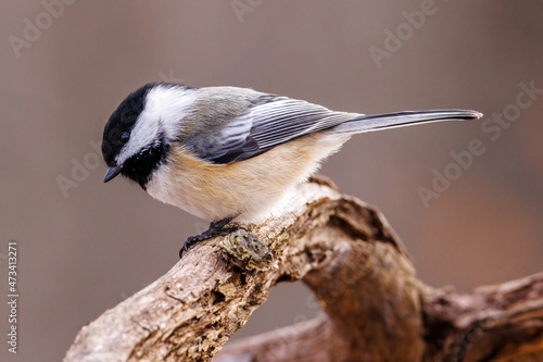 Close up portrait of a Black-capped chickadee (Poecile atricapillus) perched on a dead tree branch during late autumn. Selective focus, background blur and foreground blur. 