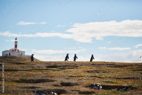 Magellan penguins in Punta Arenas Chile