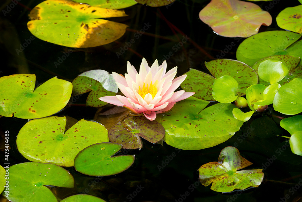 Peach color water lily flower of summer in Connecticut. Peach color water lily flower of summer in Connecticut.