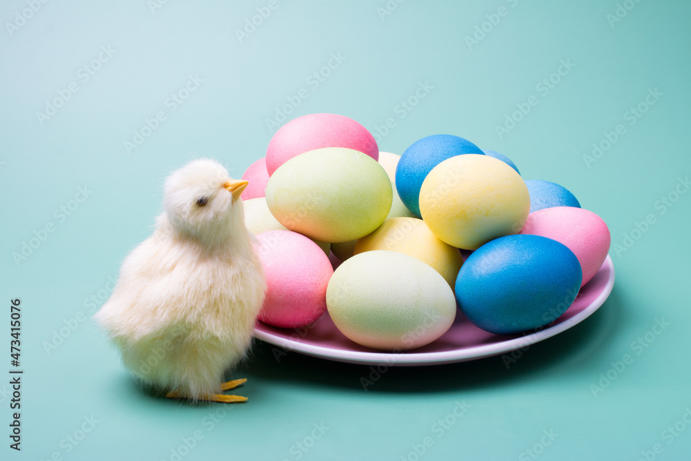 colored eggs and yellow chicken. Easter holiday