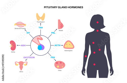 Pituitary gland hormones