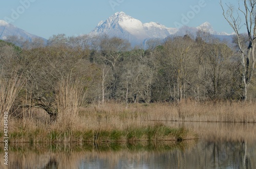 Winter, ice, cold and snow. View of the Apuan Alps from the National Park of Pisa, Migliarino, San Rossore. photo