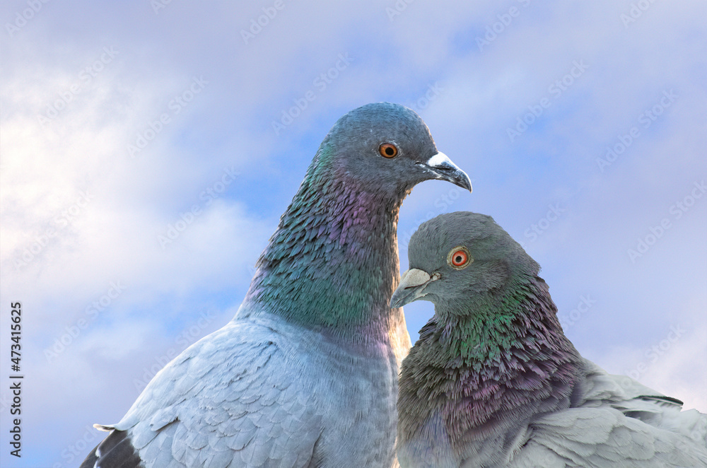 Portrait of two rock doves or rock pigeons or common pigeons - members of the bird family Columbidae Portrait of two rock doves or rock pigeons or common pigeons - members of the bird family Columbidae