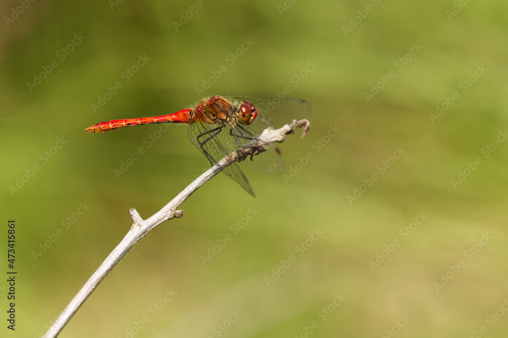 Blutrote Heidelibelle (Sympetrum sanguineum) Blutrote Heidelibelle (Sympetrum sanguineum)