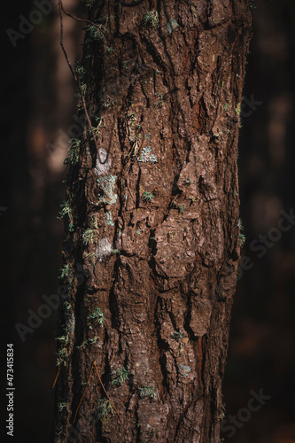 A tree trunk with moss in the forest on a winter day.