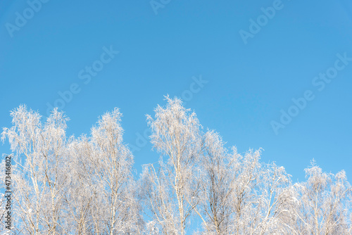 Frosty birch tree tops on blue sky background on sunny winter day