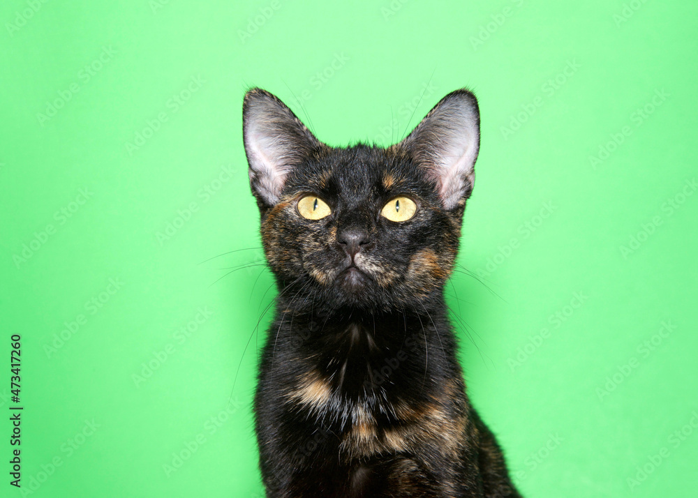 Portrait of a black and orange tortie cat looking directly at viewer with skeptical expression. Green background.