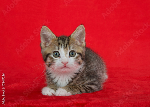 Portrait of a black brown and white kitten laying on a red background looking at viewer with wide eyes, curious expression. red background with copy space.