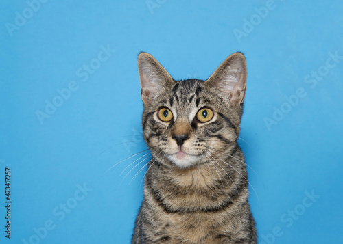 Fototapeta Naklejka Na Ścianę i Meble -  Portrait of an adorable grey tabby kitten looking to viewers left. Blue background with copy space.