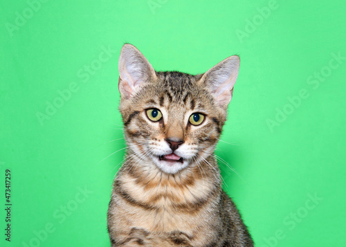 Fototapeta Naklejka Na Ścianę i Meble -  Portrait of an adorable brown tabby kitten looking directly at viewer with mouth slightly open. Green background with copy space.