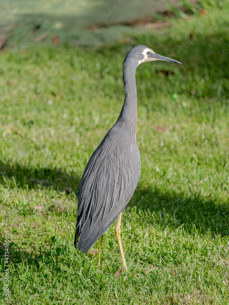 Fototapeta premium Grey Crane Facing Away vert