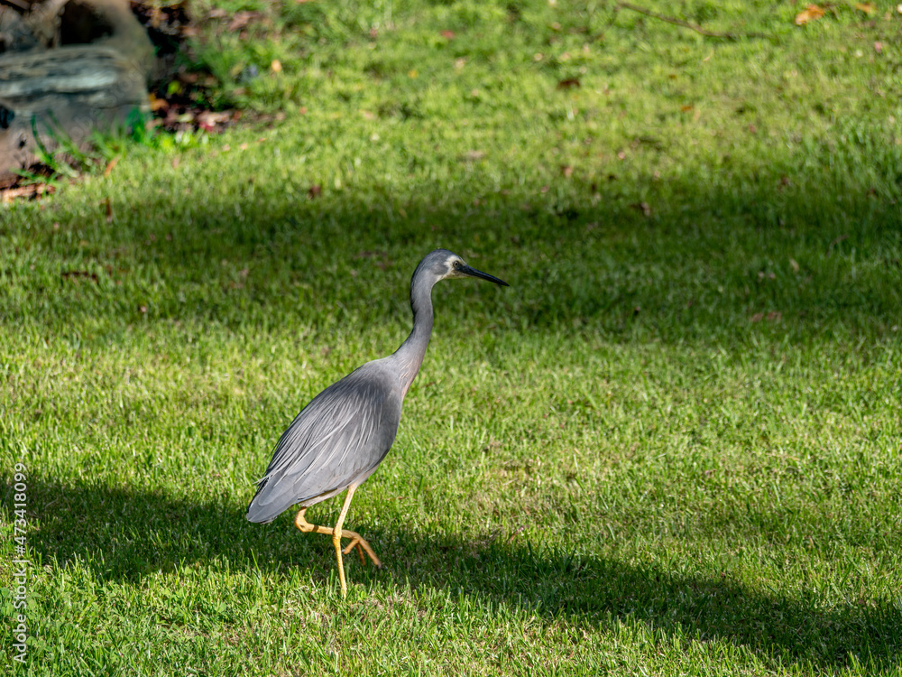 Naklejka premium Grey Crane Stepping Into Shadow