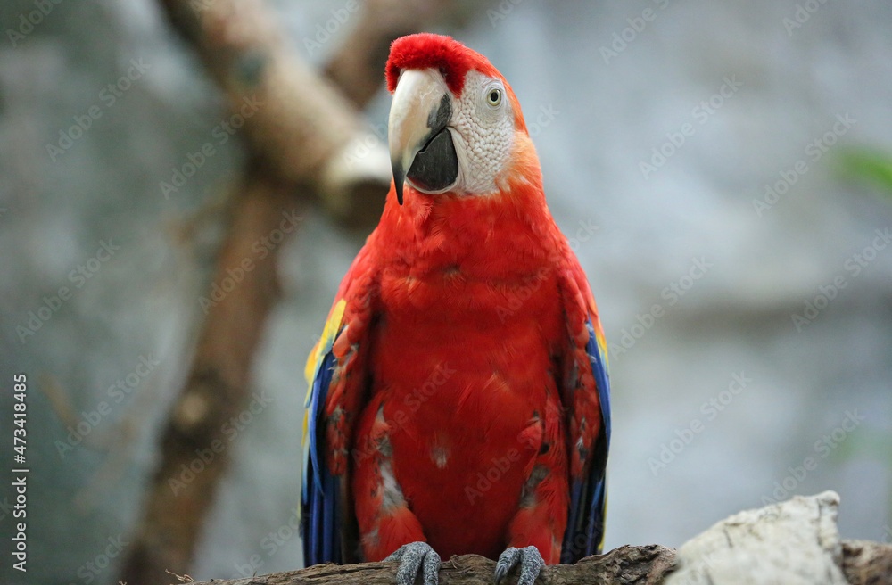 Scarlet macaw portrait Scarlet macaw portrait