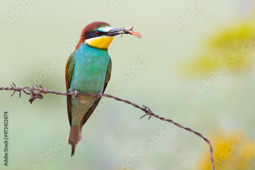 Wallpaper Mural European bee-eater (Merops apiaster) perched on a barbed wire with a butterfly in its beak against an out of focus light green background. Spain Torontodigital.ca