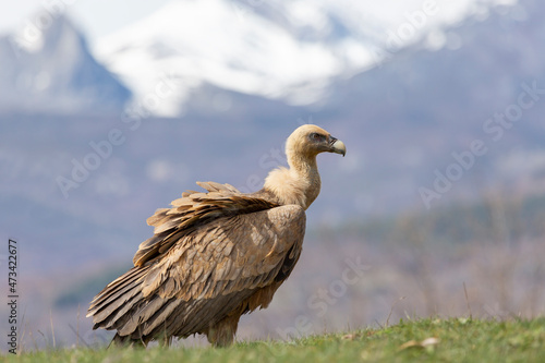 Griffon vulture (Gyps fulvus) perched on meadow with mountains in the background. Spain photo