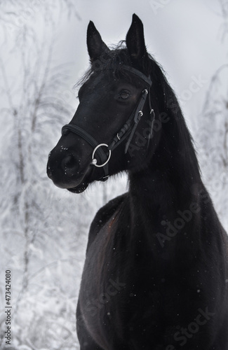 black show jumping Trakehner horse looks into the distance with intere photo