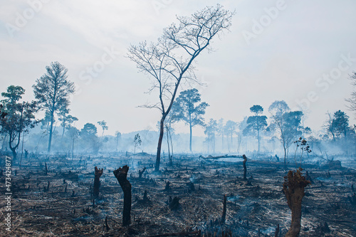 burned forrest to make space for agricultural fields  in Laos photo